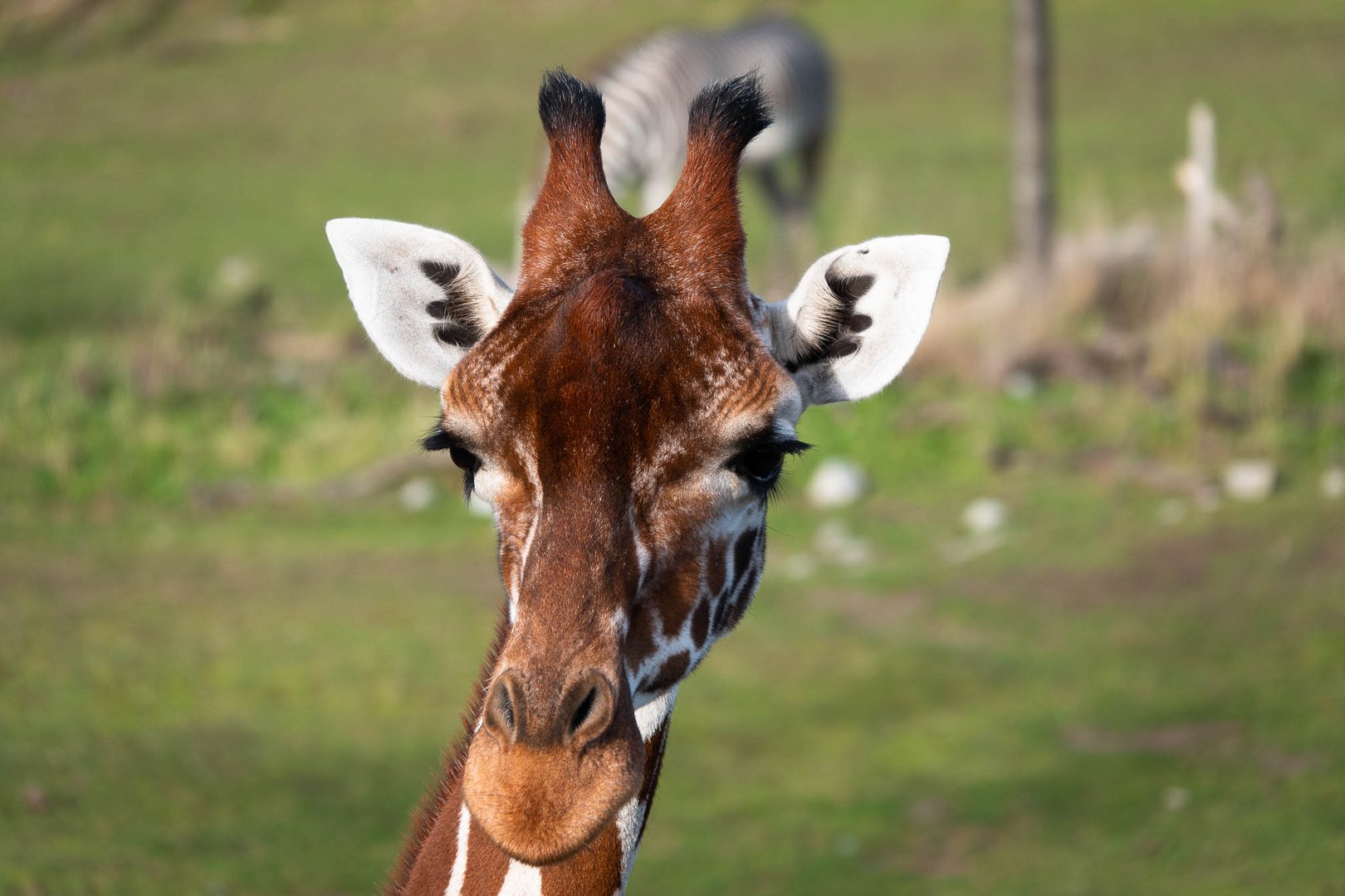 In the eye of the Zebra