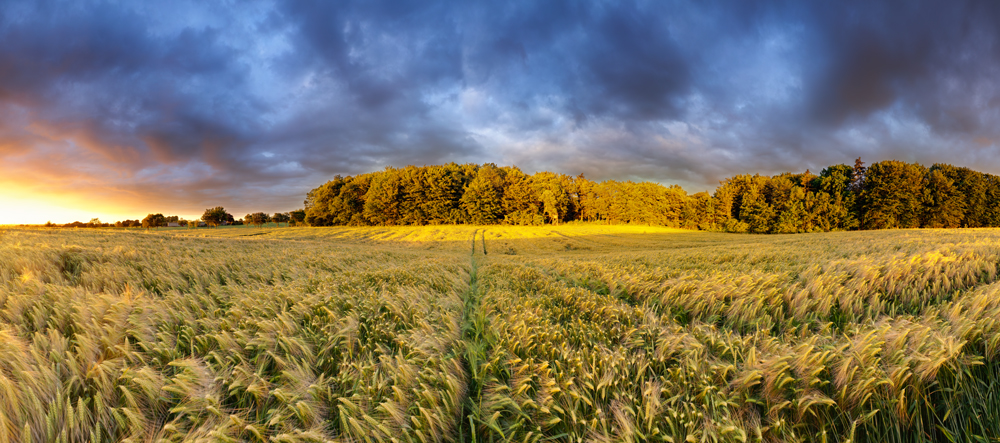 In the field