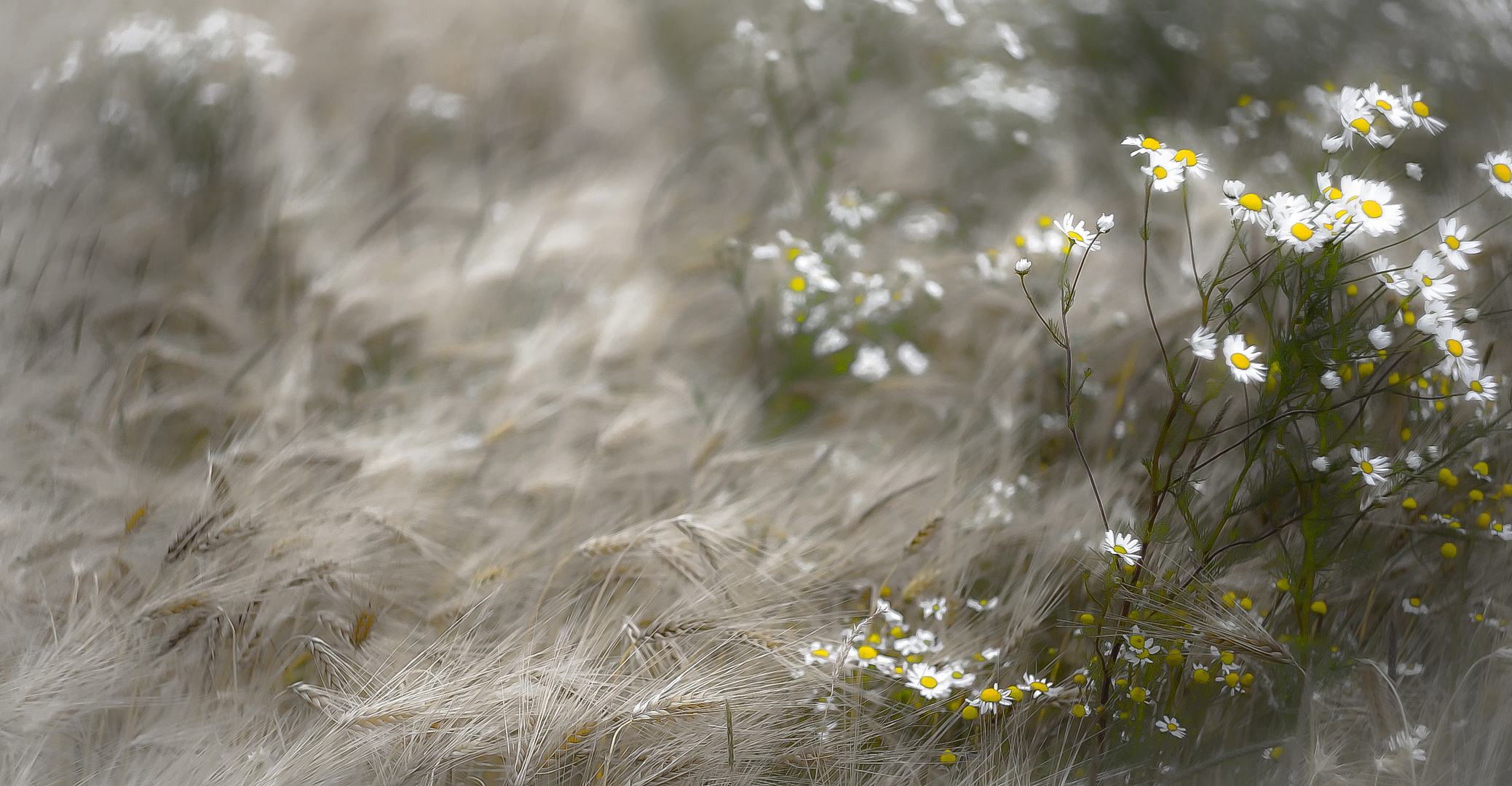 In the Field