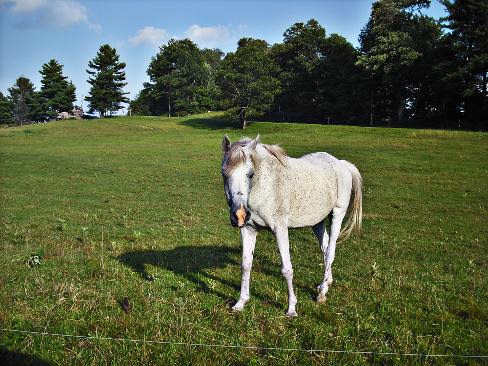 In the Field