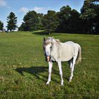 In the Field