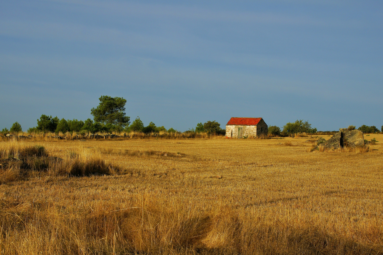 In the Field