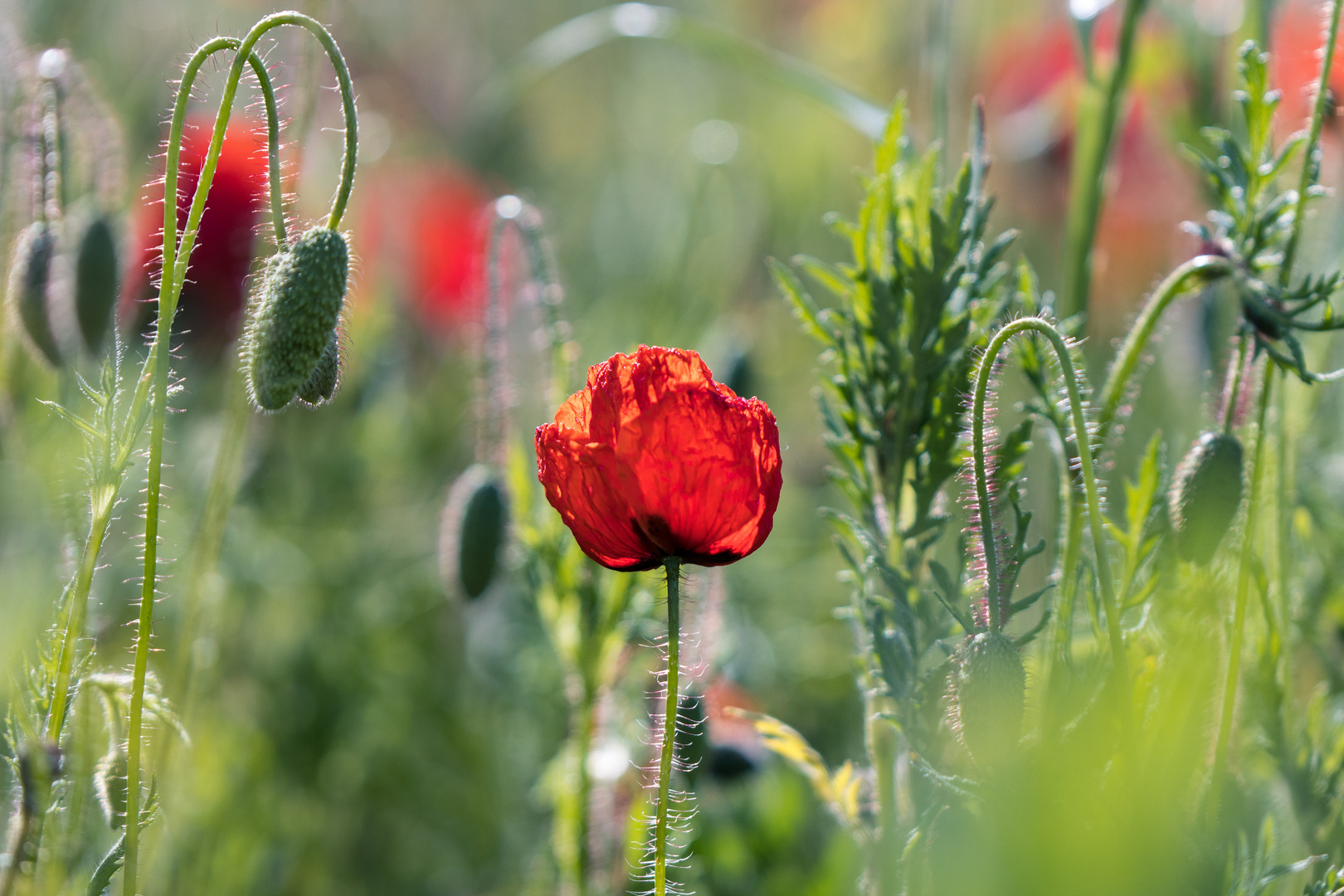 in the field of poppies