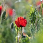 in the field of poppies