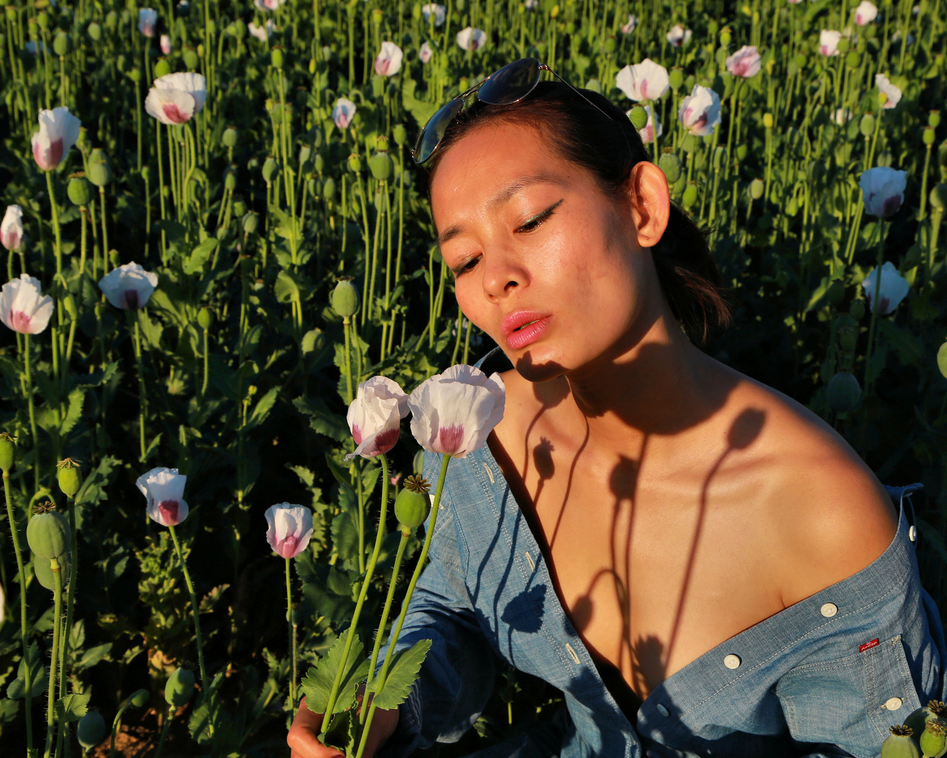 In the field of poppies