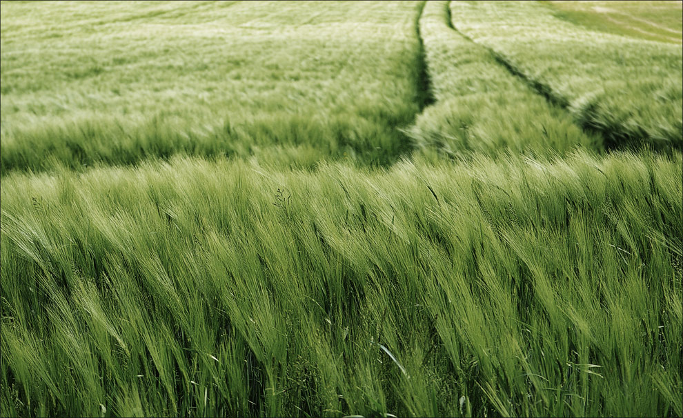 in the fields