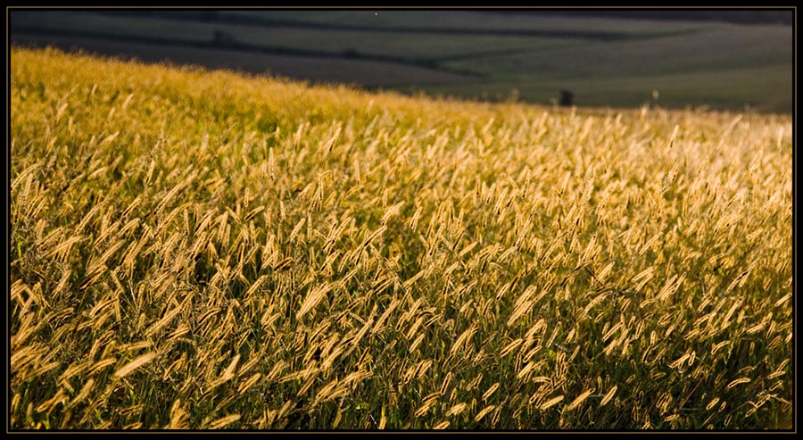 in the fields