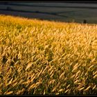 in the fields