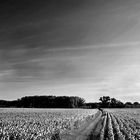 In the fields