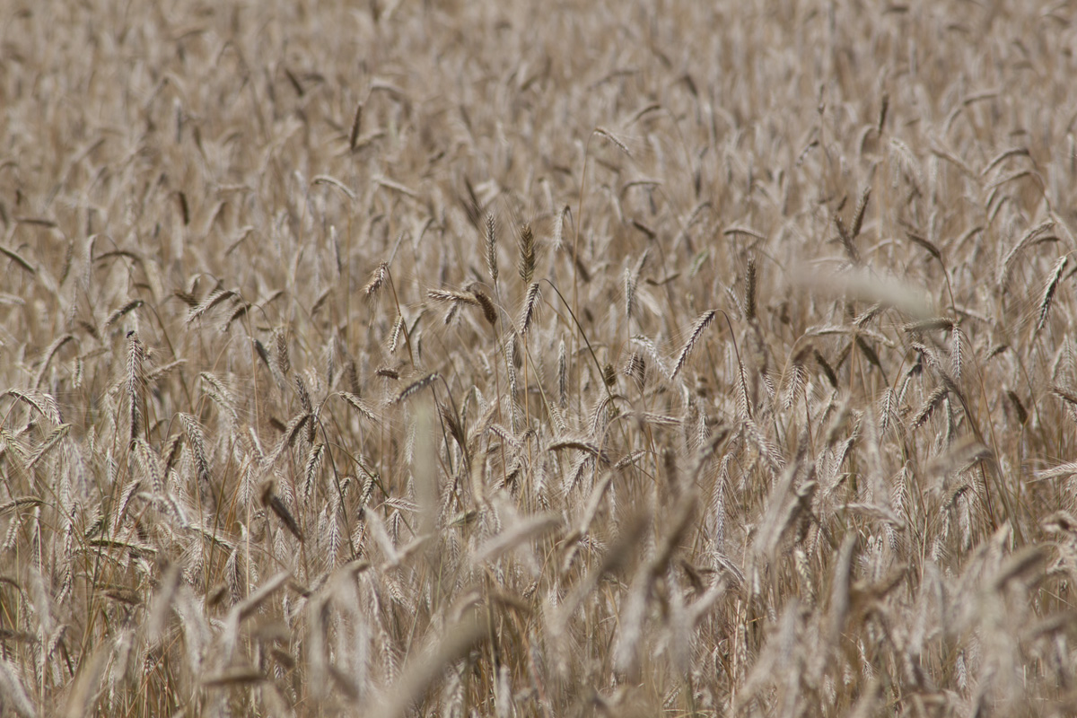 In the fields 2