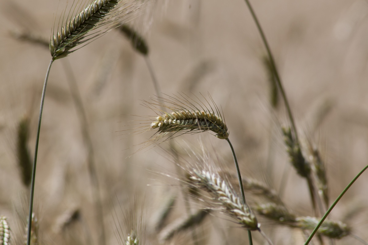 In the fields 3