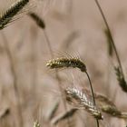 In the fields 3