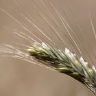 In the fields 4