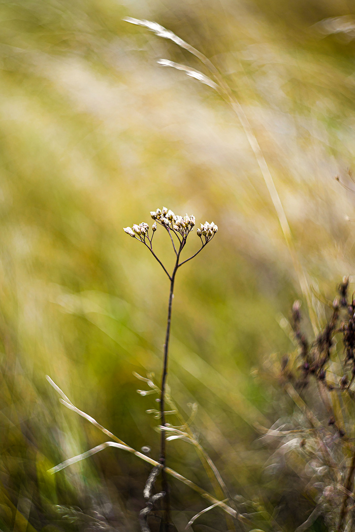 In the Fields