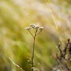 In the Fields