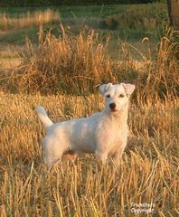 In the fields...