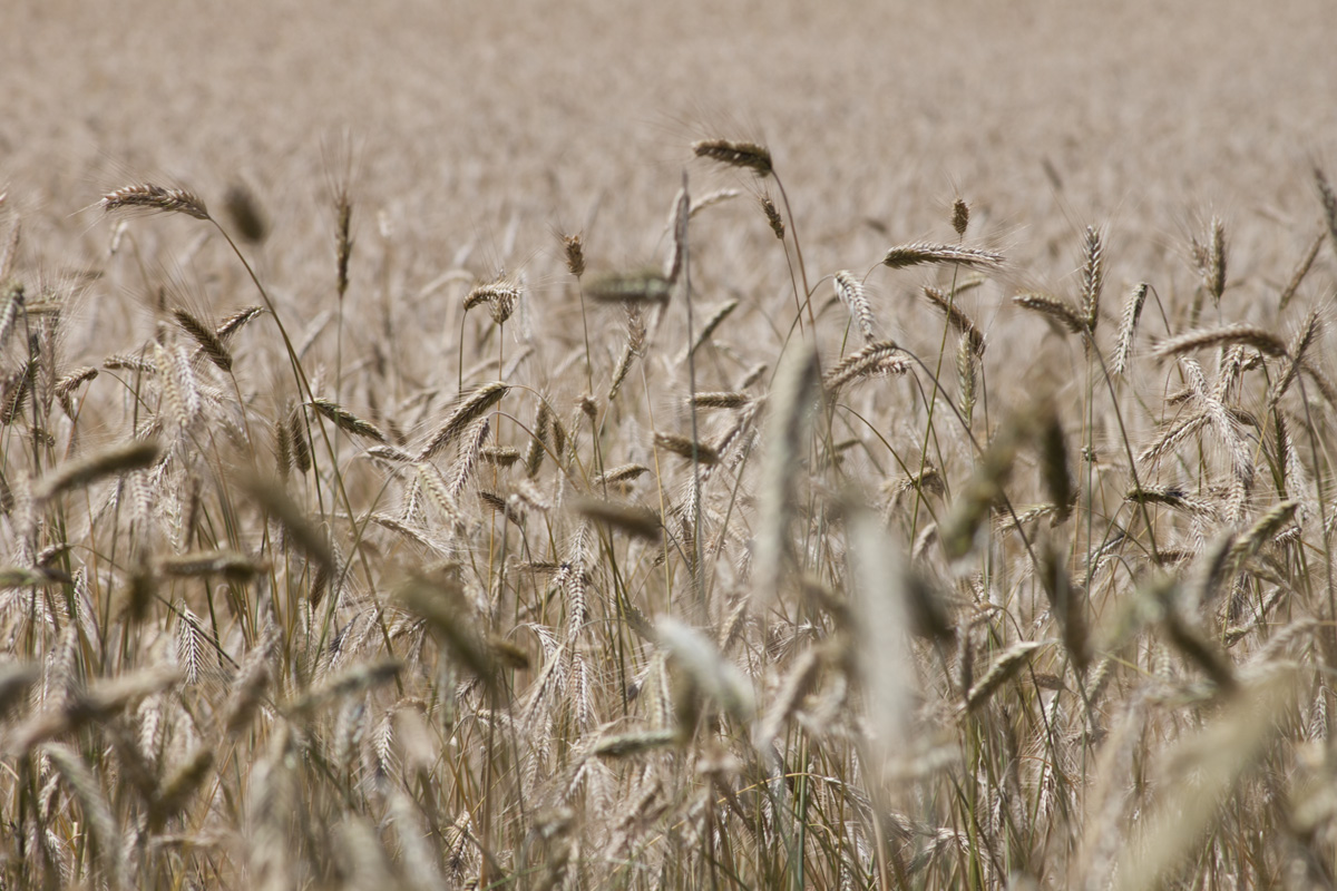 In the fields