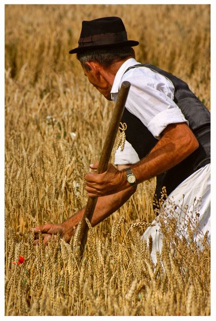 In the Fields of Wheat (1)