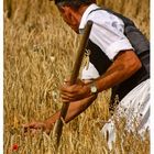 In the Fields of Wheat (1)