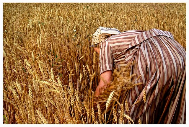 In the Fields of Wheat (3)