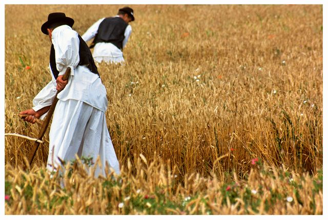 In the Fields of Wheat (4)