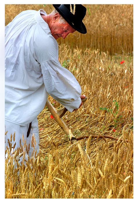 In the Fields of Wheat (5)