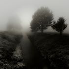 in the fog