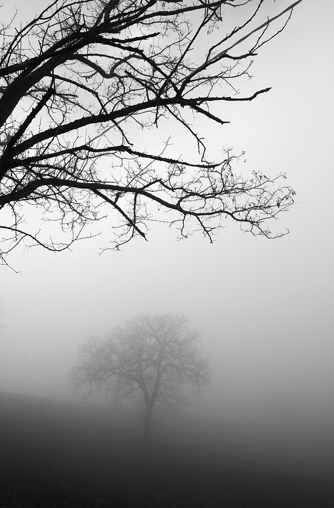 In the Fog#2