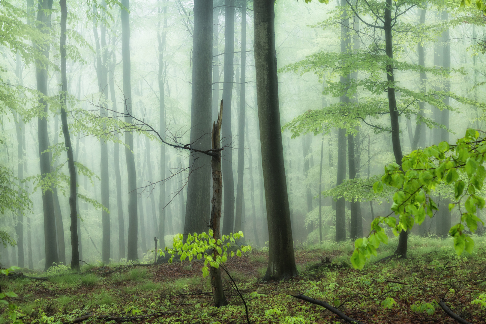 In the foggy forest