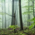 In the foggy forest