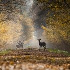 In the forest