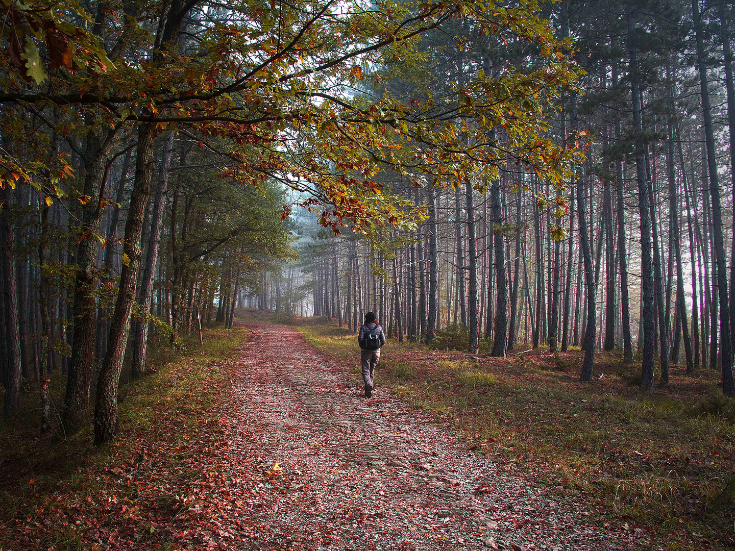 In the Forest