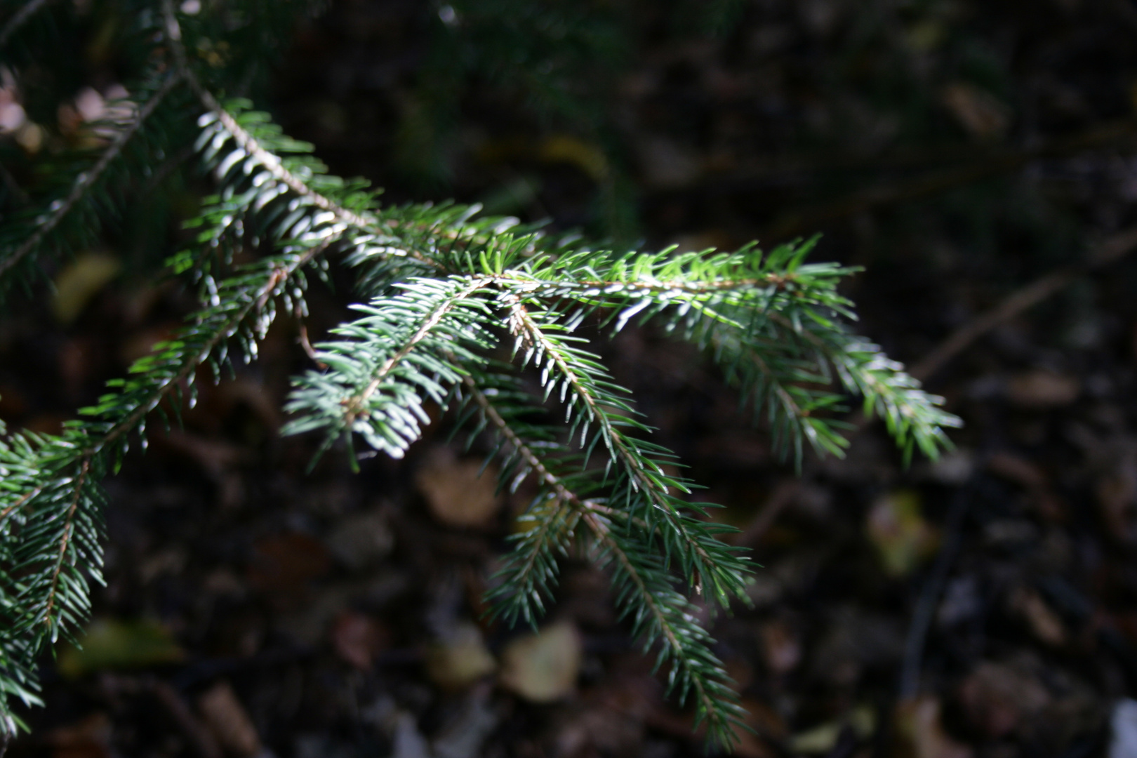 in the Forest