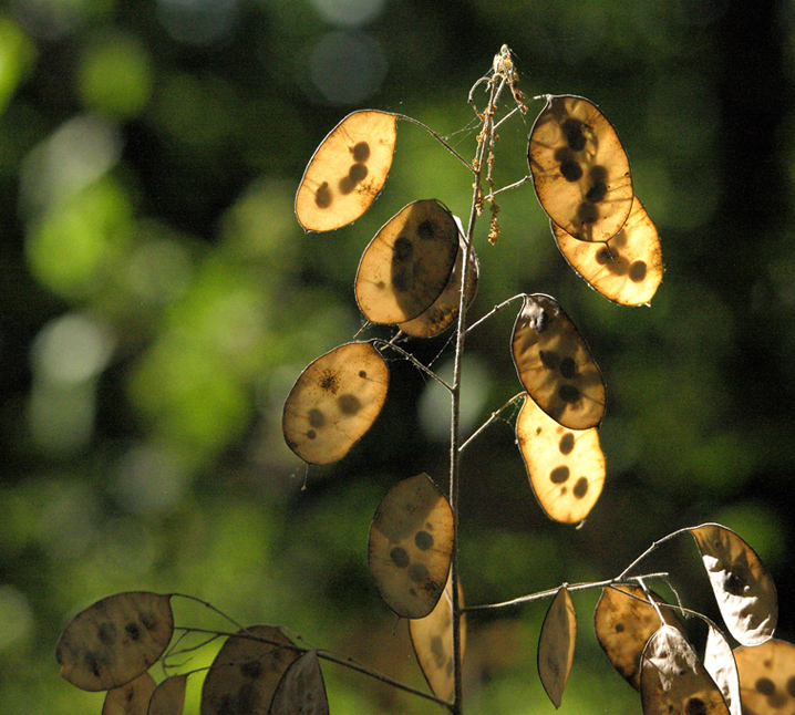 in the forest