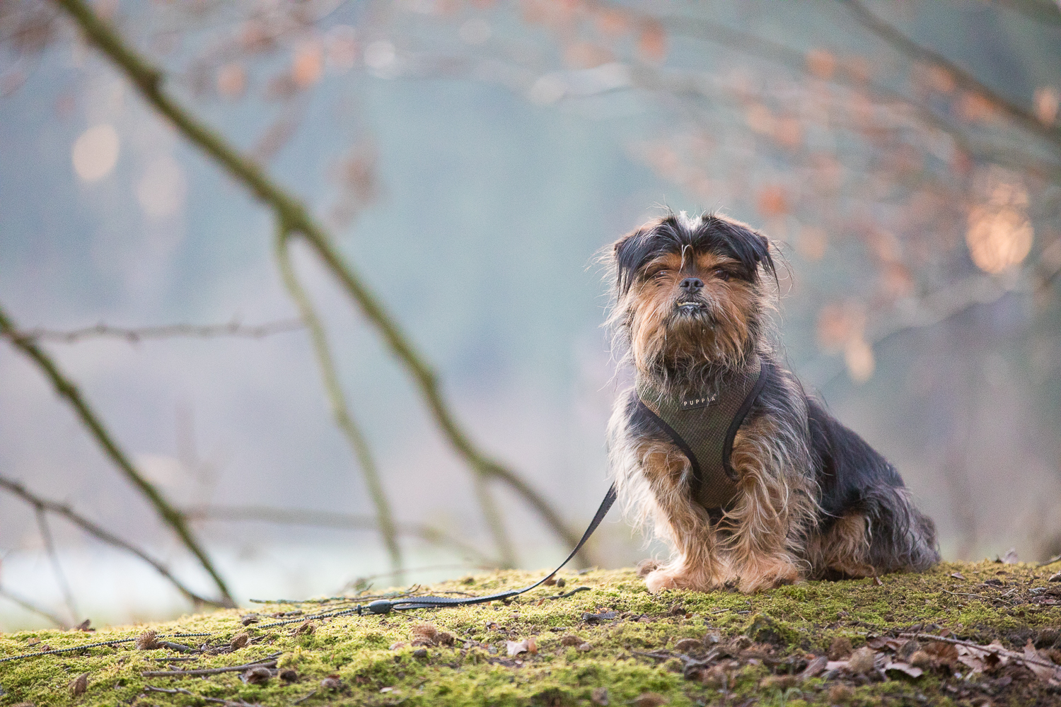 in the forrest II