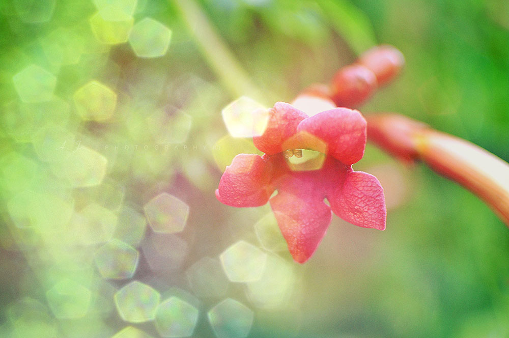 In the garden