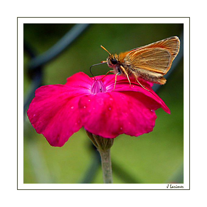 In The Garden