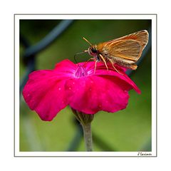 In The Garden