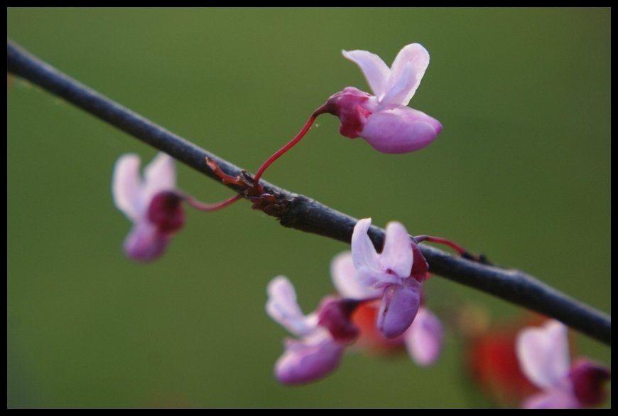 ..in the garden