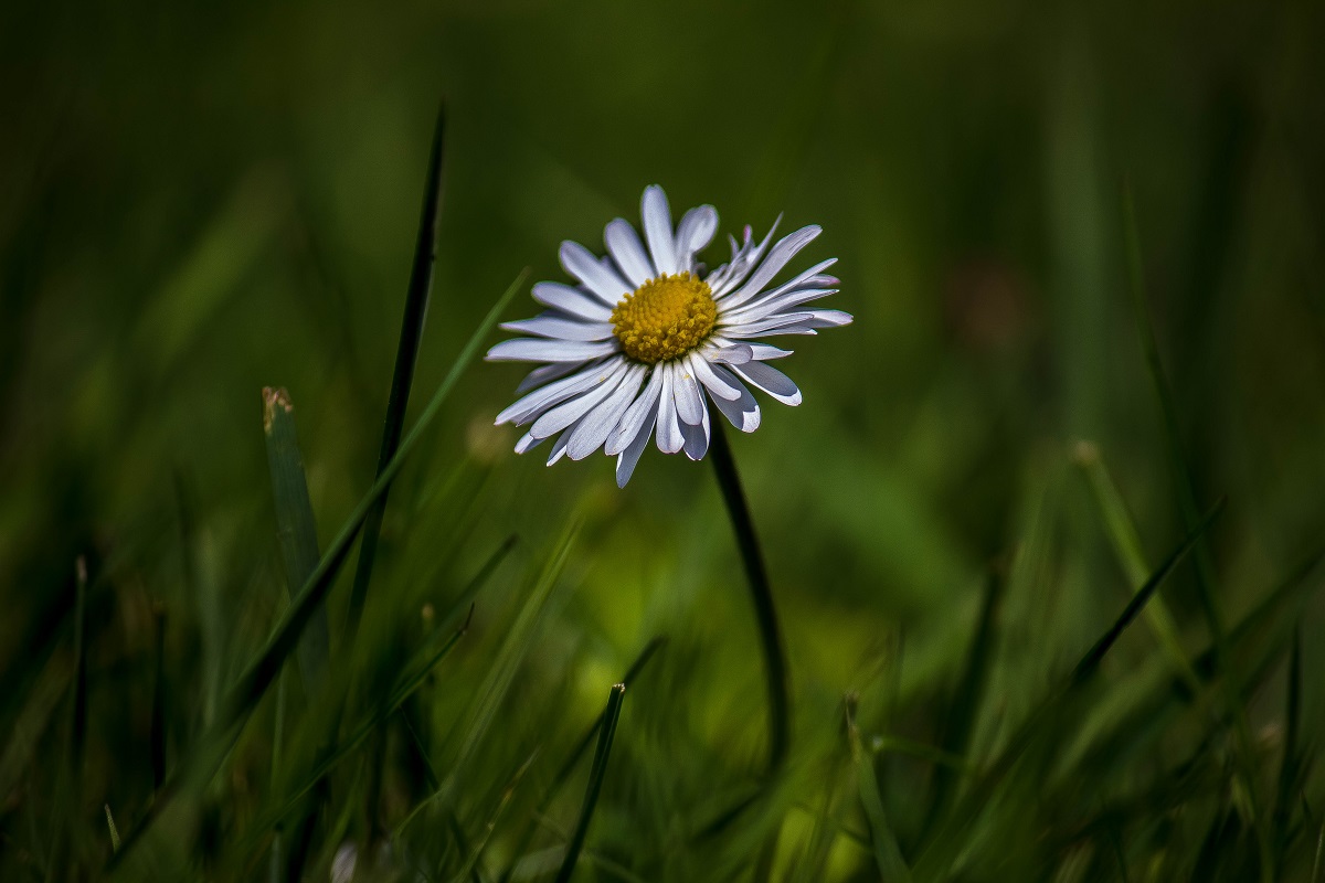 In The Garden