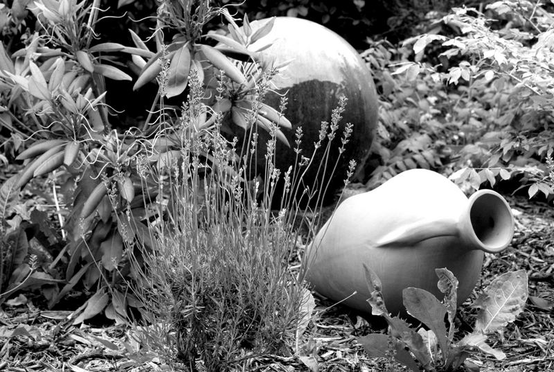 in the garden b/w