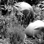 in the garden b/w