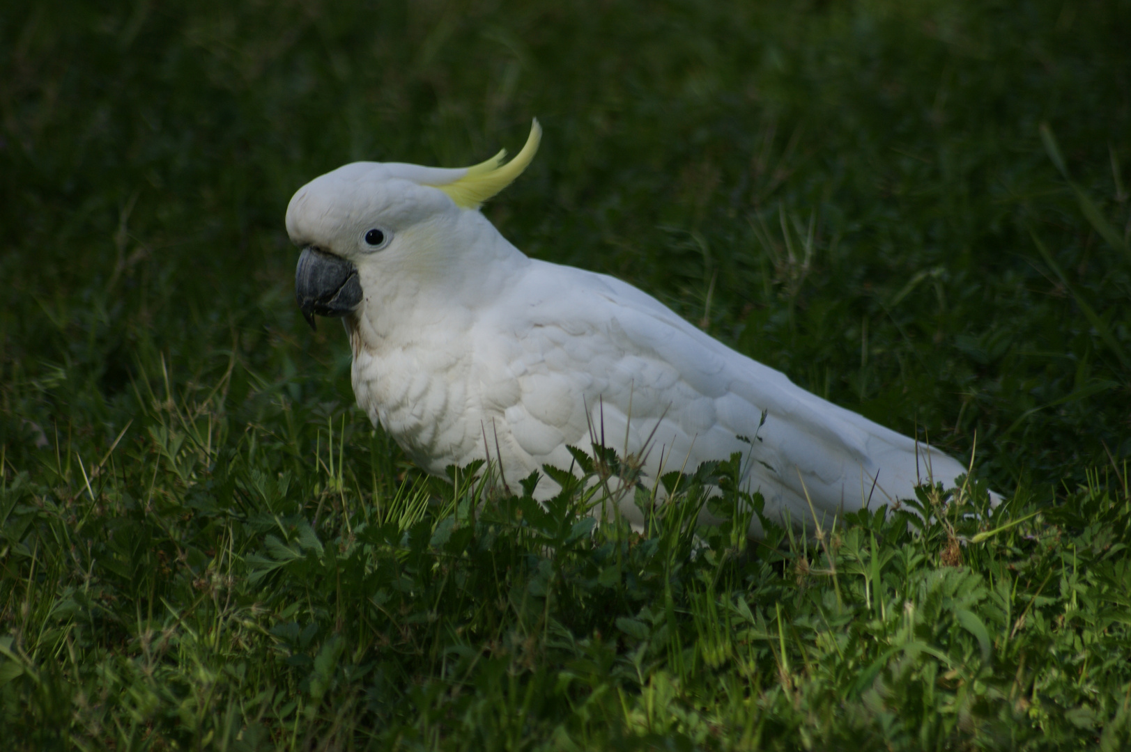 in the Gras