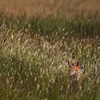 IN THE GRASS