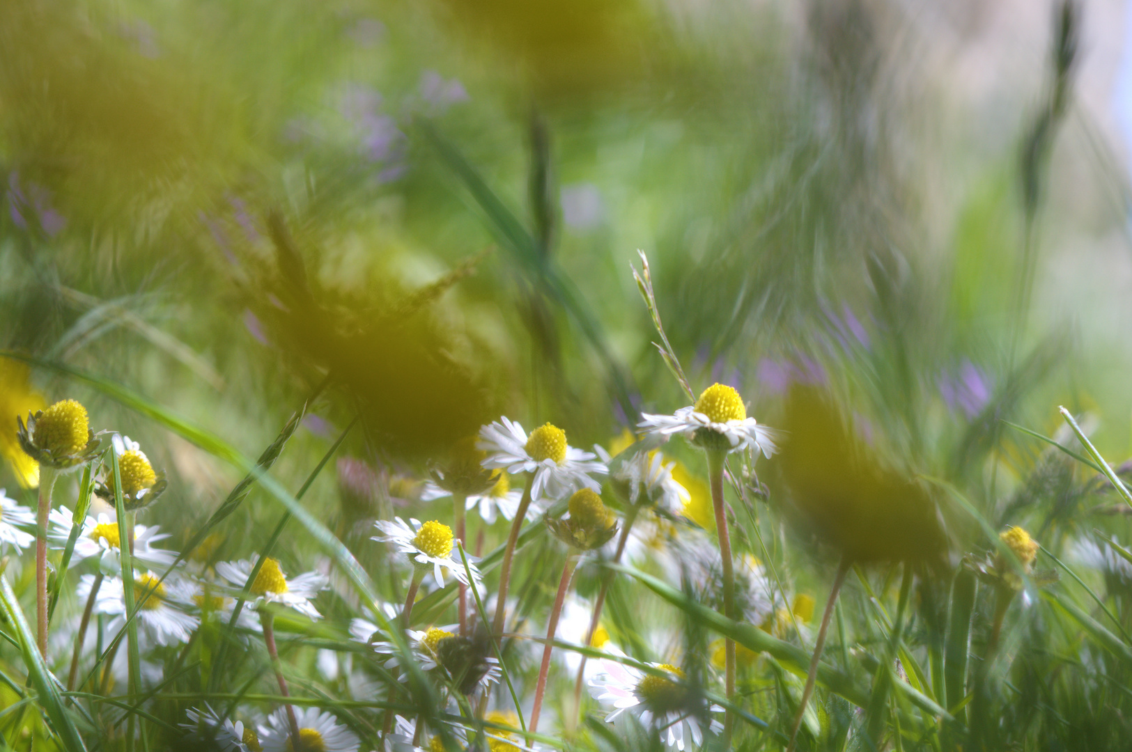 in the grass