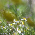 in the grass