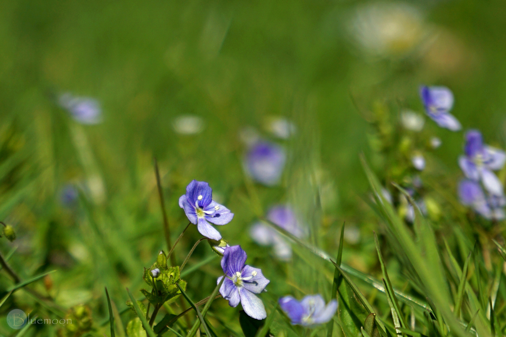 in the grass