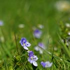 in the grass