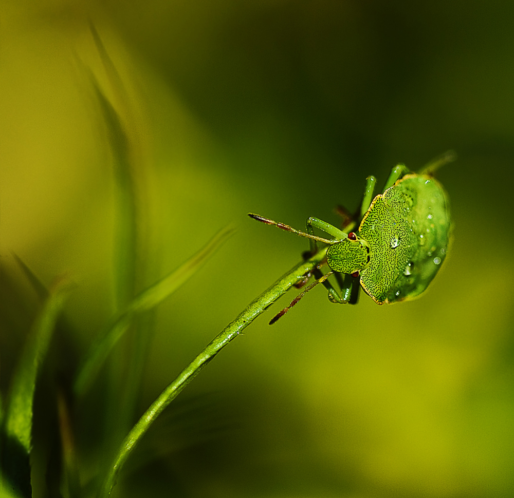 In the grass2