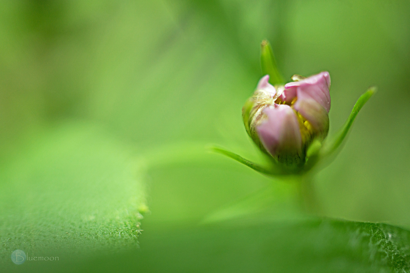 in the green